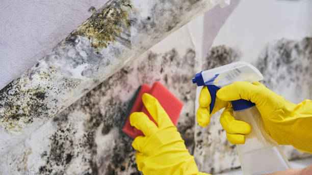 Best Mold Remediation for Specific Building Types in Brillion, WI